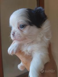Chihuahua maschietti pelo lungo