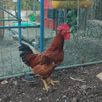 Gallo siciliano
