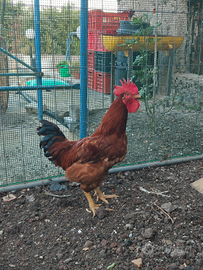 Gallo siciliano