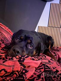 Cucciolone rottweiler con pedigre