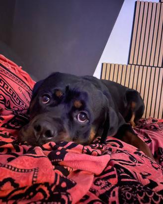 Cucciolone rottweiler con pedigre