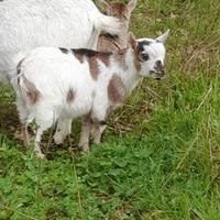 Capretto nano tibetano