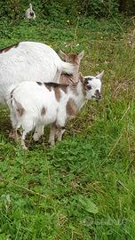 Capretto nano tibetano