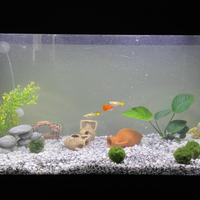 Acquario Mondolife con mobile e accessori