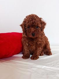 Cucciolo di barboncino toy red con pedigree