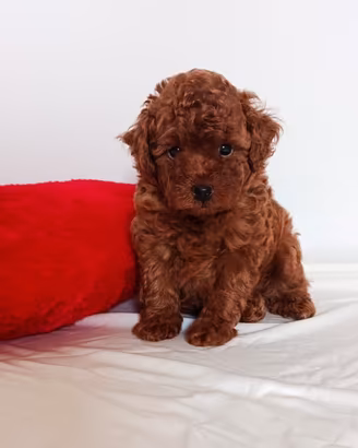 Cucciolo di barboncino toy red con pedigree