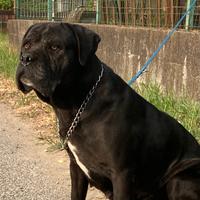 Adozione cane corso