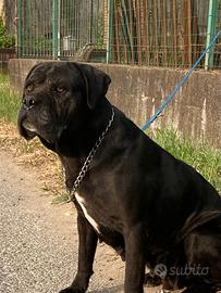 Adozione cane corso