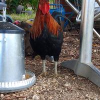 Galletto e gallo
