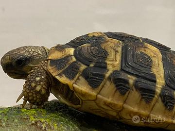 Tartaruga