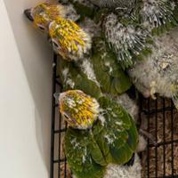 Pulli conuro del sole