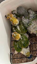 Pulli conuro del sole