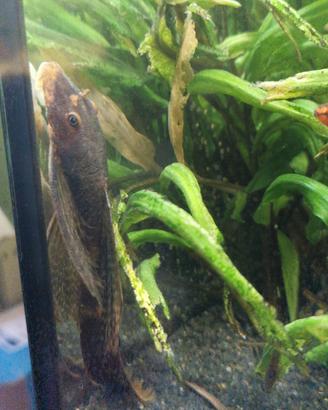 Ancistrus lung fin calico (arancio/nero)