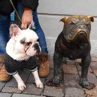 French bulldog per accoppiamento