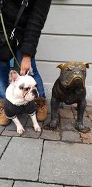 French bulldog per accoppiamento