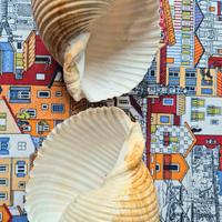 2 conchiglie dal Brasile 