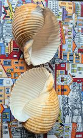 2 conchiglie dal Brasile 