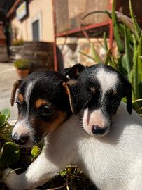 Jack russell