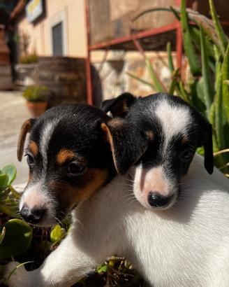 Jack russell