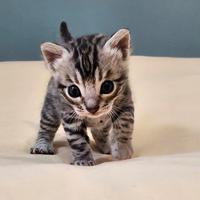 Cuccioli di razza Bengala (gattini maculati)