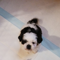 Cuccioli di shitzu