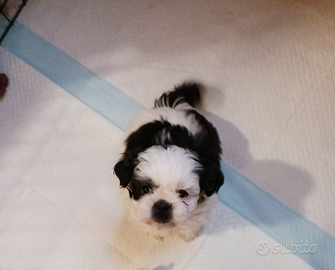 Cuccioli di shitzu
