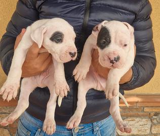 Cuccioli di dogo argentino