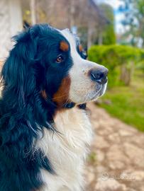 Bovaro del bernese