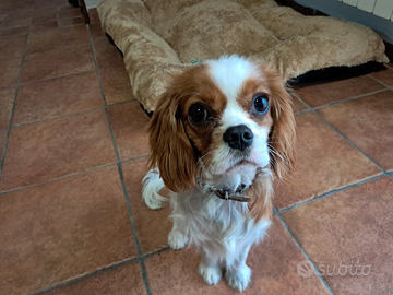 Cavalier king charles spaniel