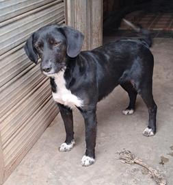 Kelli mix bracchetta-beagle