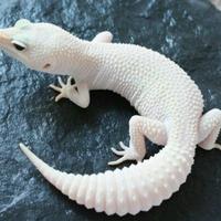 Geco leopardino morph blizzard total white
