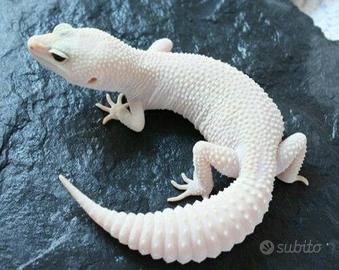 Geco leopardino morph blizzard total white