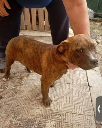 Cagnolina pitbull