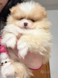 Spitz Di Pomerania Mini