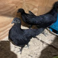 Cemani