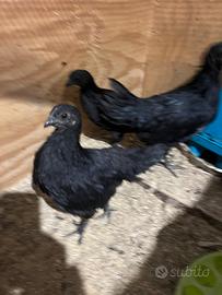 Cemani