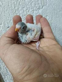 Cocorite pezzati pulli