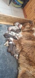 Cuccioli di pastore australiano Rossi