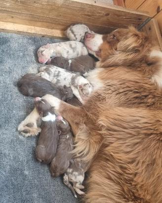 Cuccioli di pastore australiano Rossi