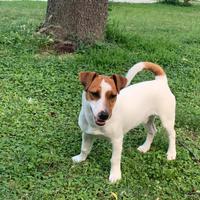 Jack Russell per accoppiamento