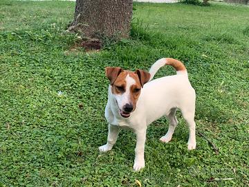 Jack Russell per accoppiamento