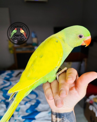 Parrocchetto dal collare - Allevato a mano