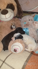 Incrocio tra cocker e barboncino nano