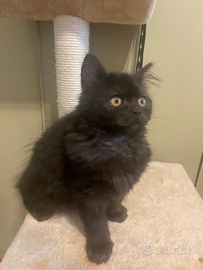 Gattina Scottish Straight