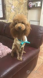 Barboncino toy disponibile per monta