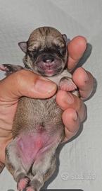 Chihuahua mini mini