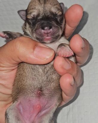 Chihuahua mini mini