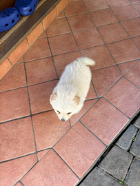 Volpino italiano Gioiosa Marea