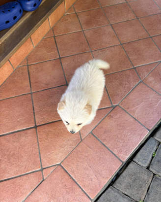 Volpino italiano Gioiosa Marea