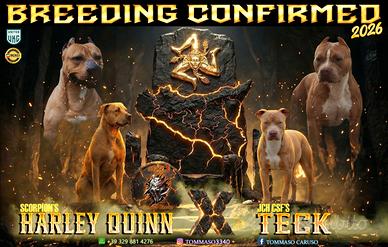 Pitbull UKC 4f 1M